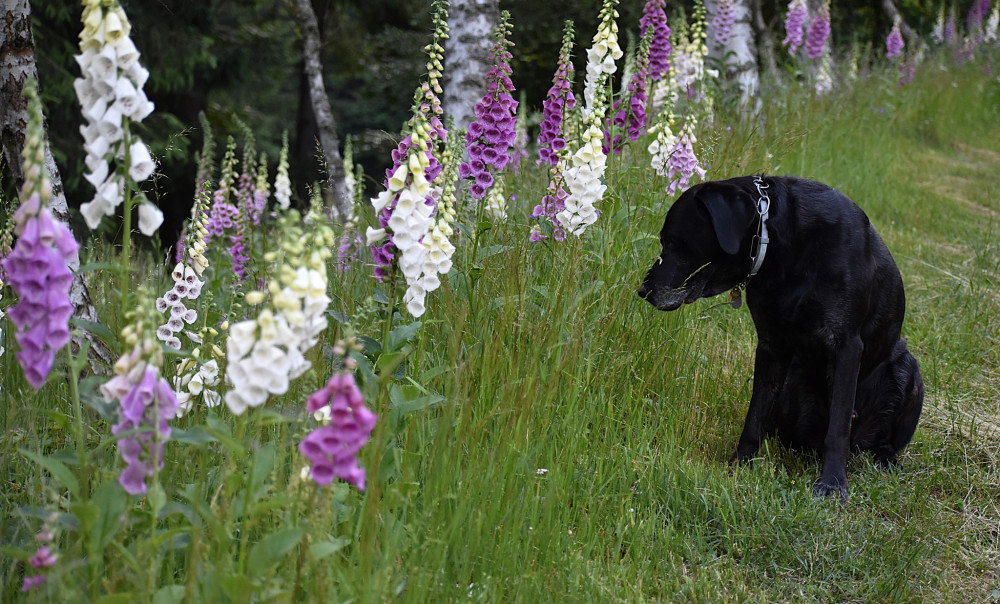 Digitalis