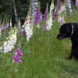 Digitalis