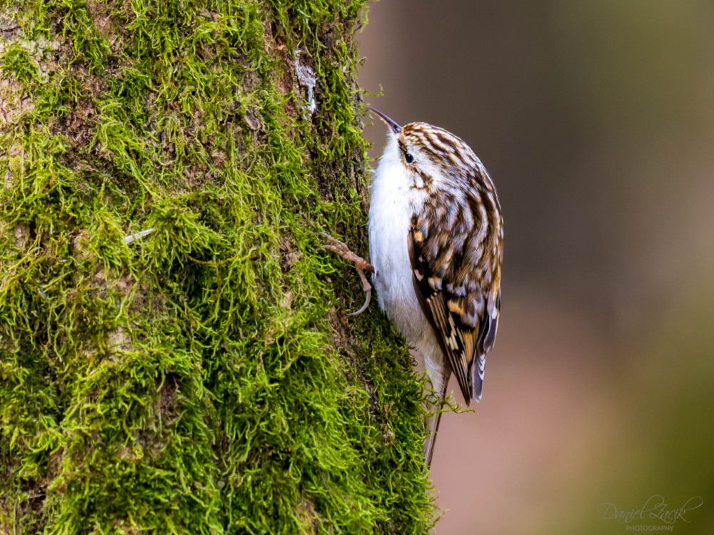 Kôrovník dlhoprstý