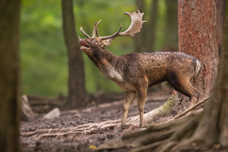 Daniel škvrnitý, The fallow deer (Dama dama)