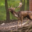 Daniel škvrnitý, The fallow deer (Dama dama)