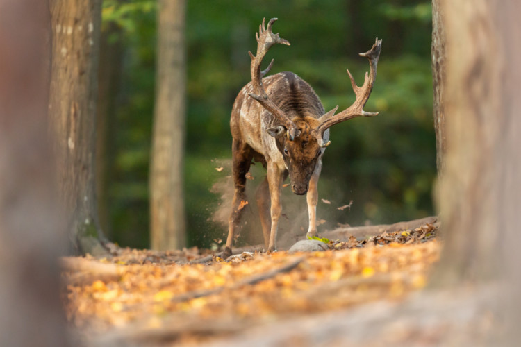 daniel škvrnitý, Fallow deer (Dama dama)