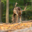 daniel škvrnitý, Fallow deer (Dama dama)