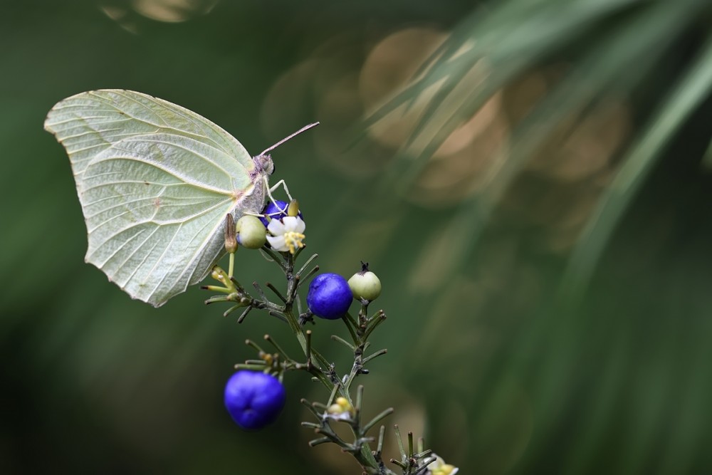 Catopsilia florella