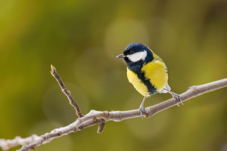 Veľká ako vetvička