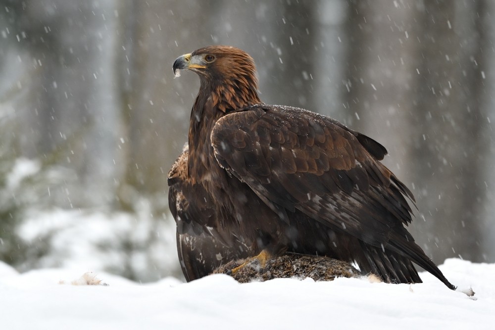 Aquila chrysaetos