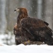 Aquila chrysaetos