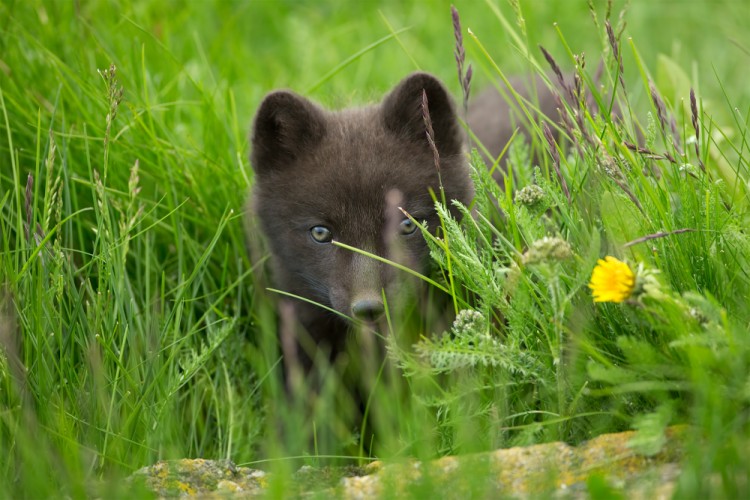 Vulpes lagopus (líška polárna)