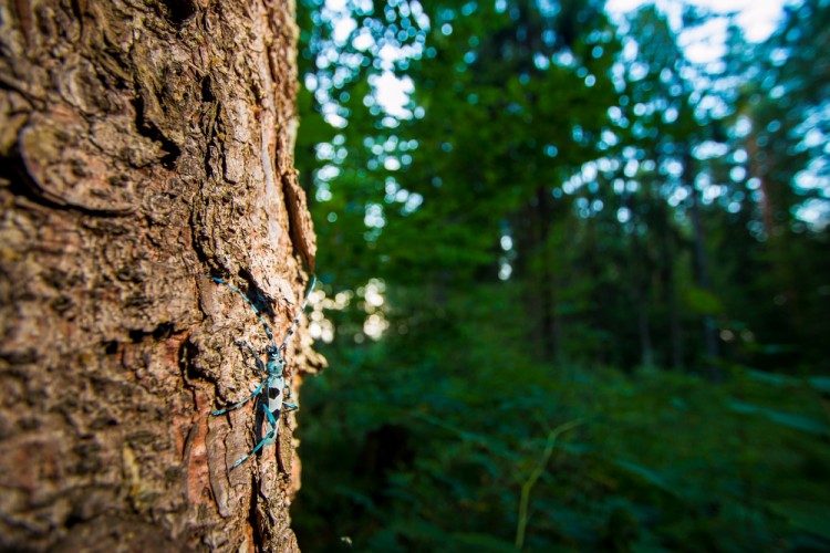 Fuzáč alpský