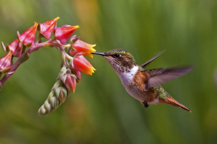kolibrík iskrivý
