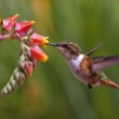 kolibrík iskrivý