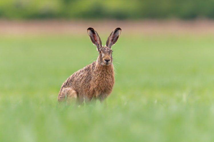 Zajac poľný, The European hare (Lepus europaeus)
