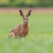 Zajac poľný, The European hare (Lepus europaeus)