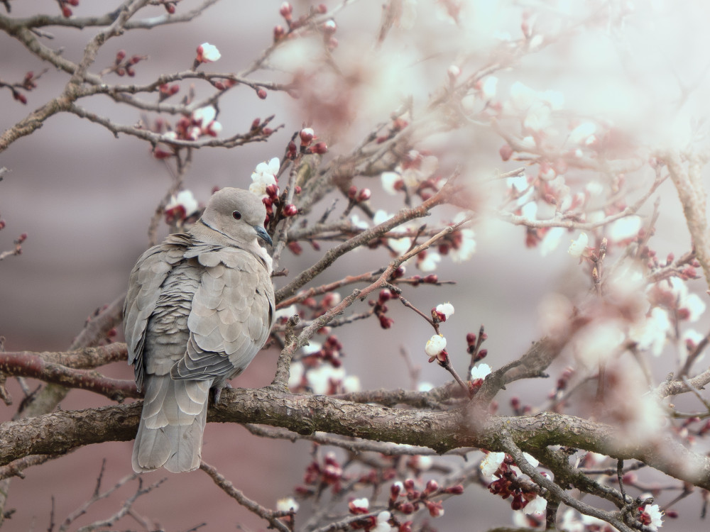 Ticho jarného rána ????