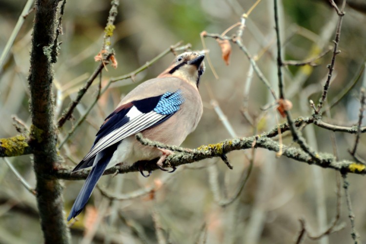 Sojka obyčajná (Garrulus glandarius)