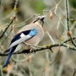 Sojka obyčajná (Garrulus glandarius)