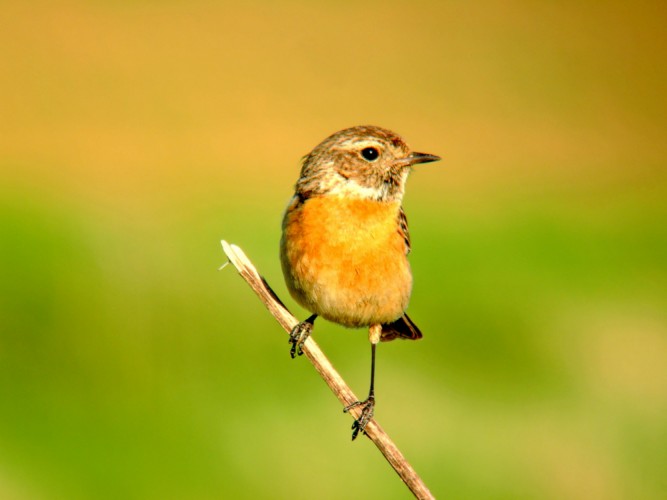 Prhlaviar čiernohlavý- samička. Saxicola torquata.