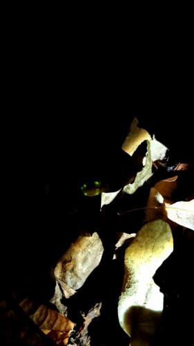 Bioluminiscenčne schopnosti