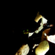 Bioluminiscenčne schopnosti