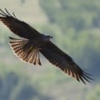 Milvus migrans