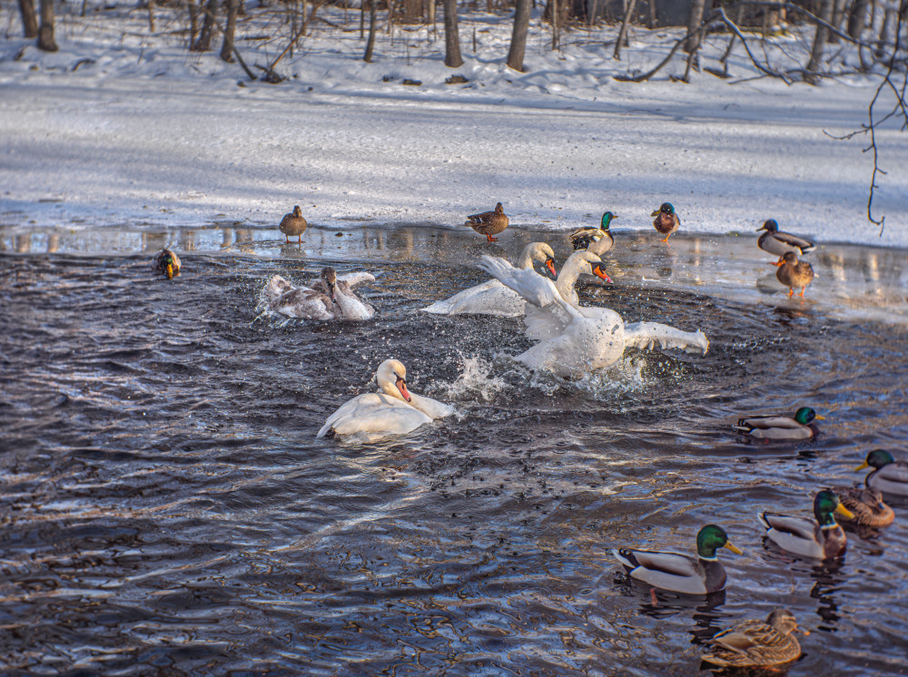Zo života zvierat na zimnom jazere.