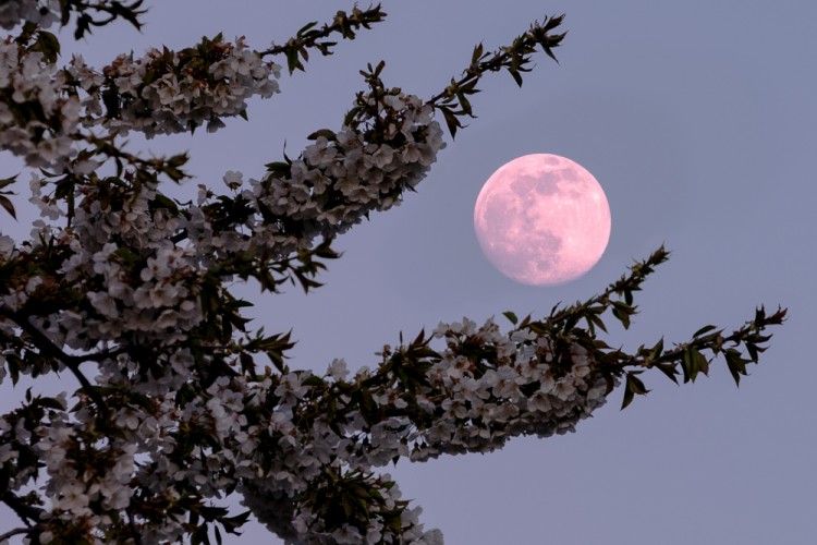 Ružový mesiac a čerešňa
