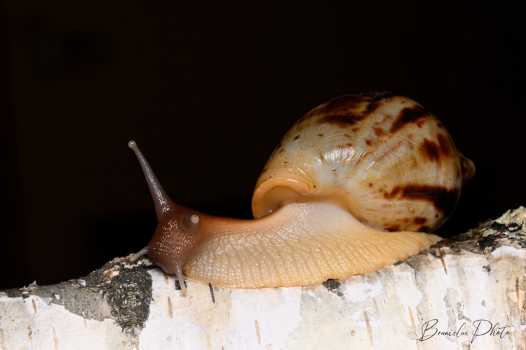 Lissachatina Reticulata - Oblovka sieťkovaná