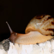 Lissachatina Reticulata - Oblovka sieťkovaná