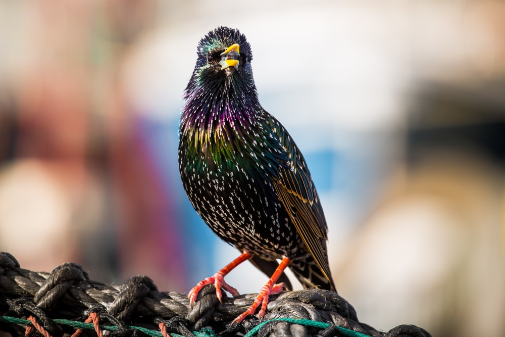 škorec lesklý (Sturnus vulgaris)