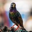 škorec lesklý (Sturnus vulgaris)