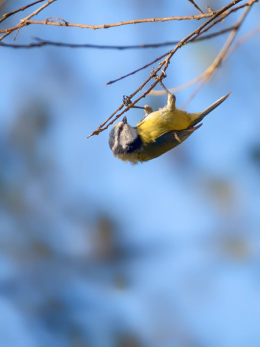 Parus caeruleus