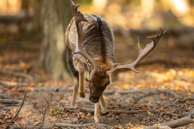 daniel škvrnitý, Fallow deer (Dama dama)