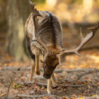 daniel škvrnitý, Fallow deer (Dama dama)