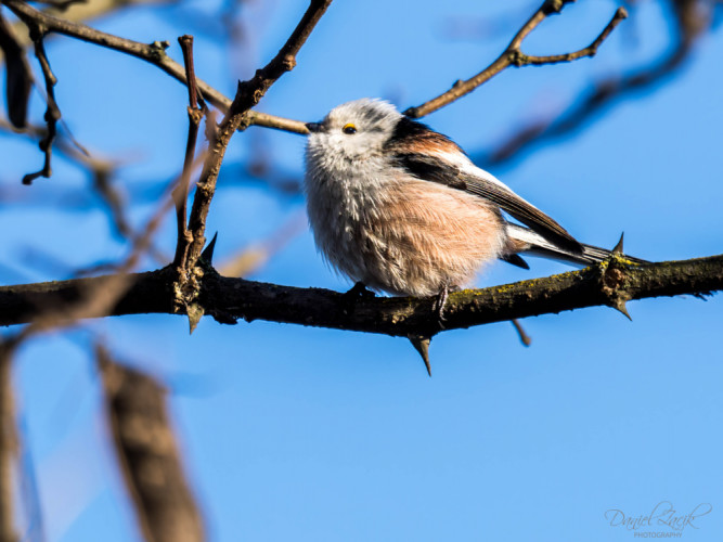 Mlynárka dlhochvostá