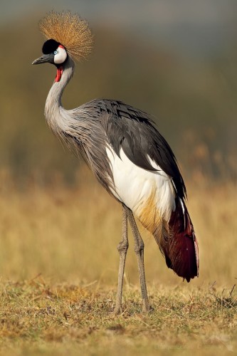 Jeřáb královský východoafrický (Balearica regulorum gibbericeps)