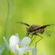 Bombylius major