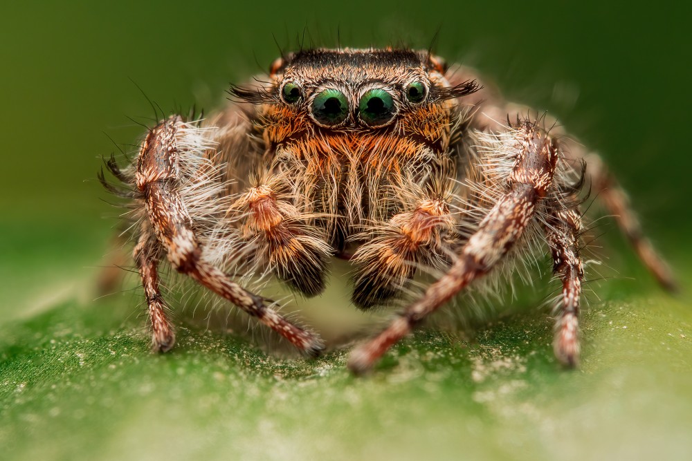 Phidippus comatus