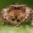Phidippus comatus