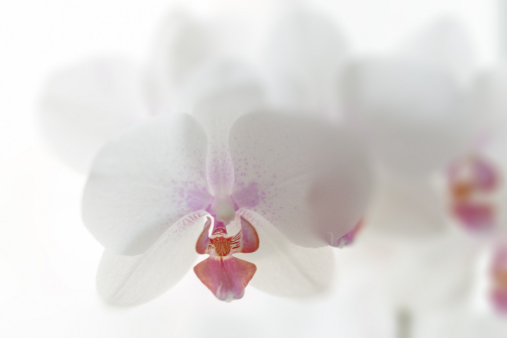 orchidea