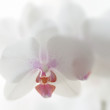 orchidea