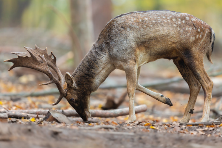 daniel škvrnitý, Fallow deer (Dama dama)