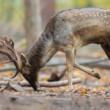 daniel škvrnitý, Fallow deer (Dama dama)