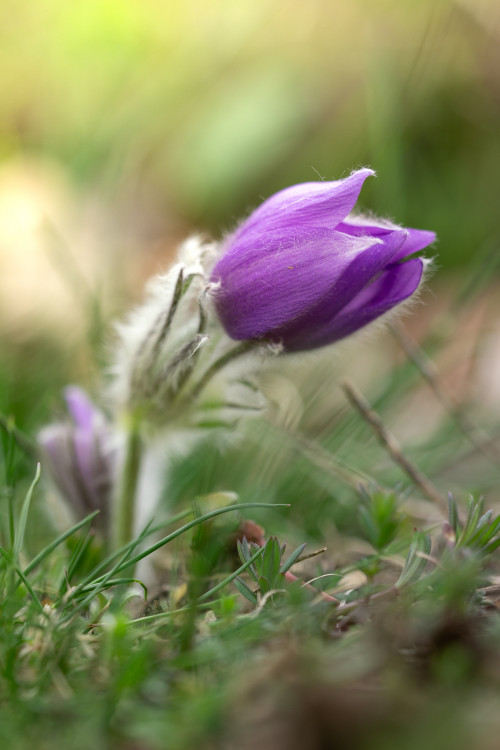 Keď sa rodí jar – I