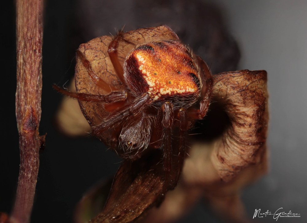 Araneus triguttatus