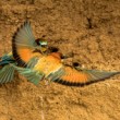 Vlha pestrá (Merops apiaster)