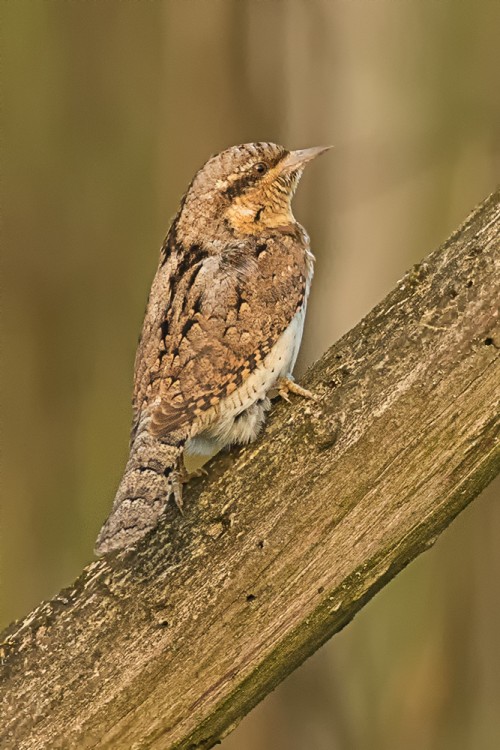 Krutihlav obecný (Jynx torquilla)