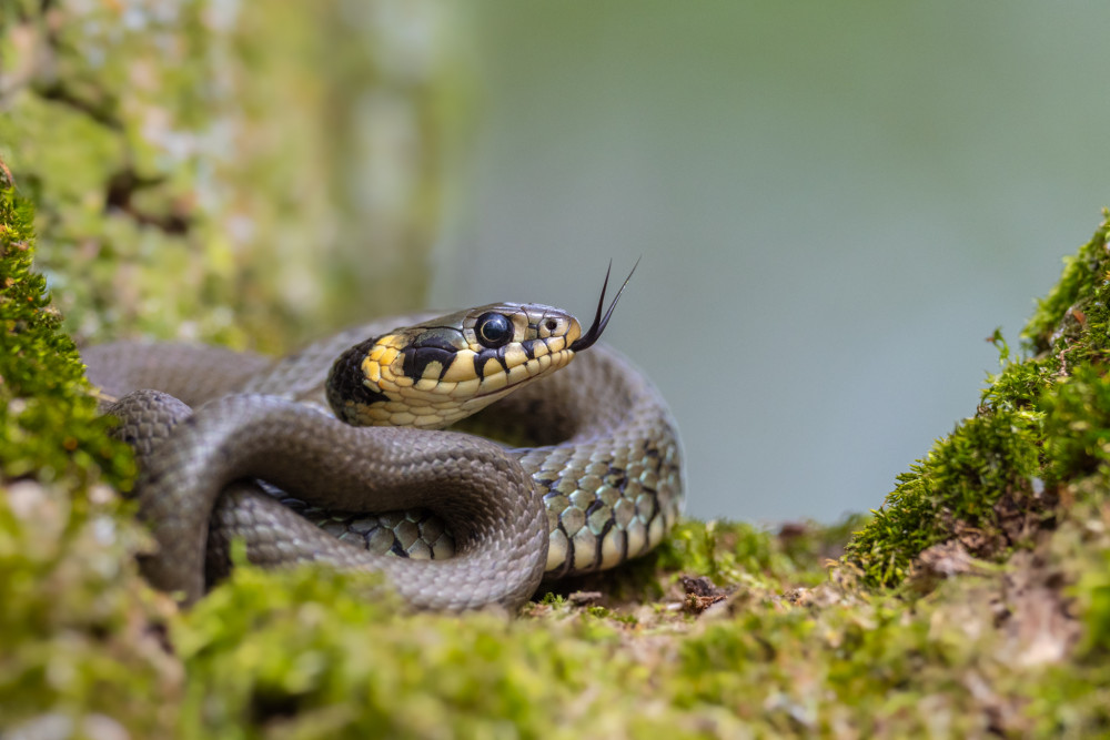 Užovka obojková, The grass snake (Natrix natrix)