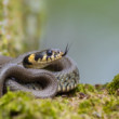 Užovka obojková, The grass snake (Natrix natrix)