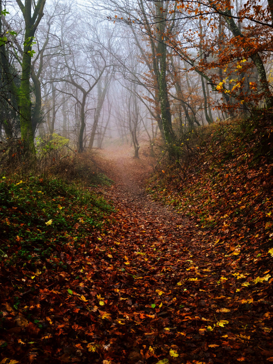 Neskorá jeseň v Malých Karpatoch