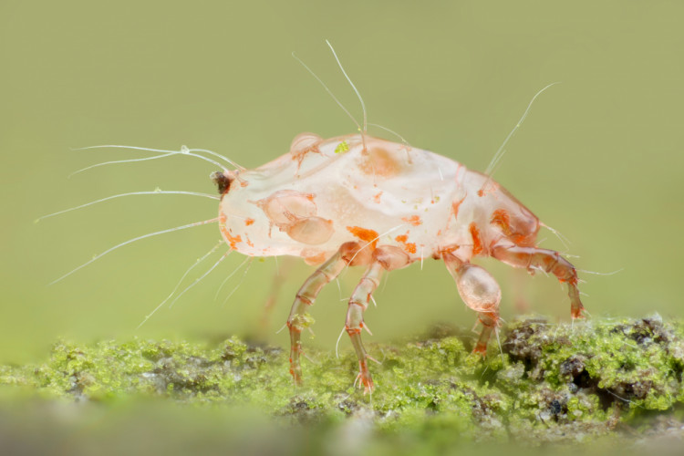 Roztoč z čeľade Acaridae